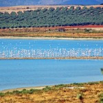 Flamingos Fuente de Piedra Lake