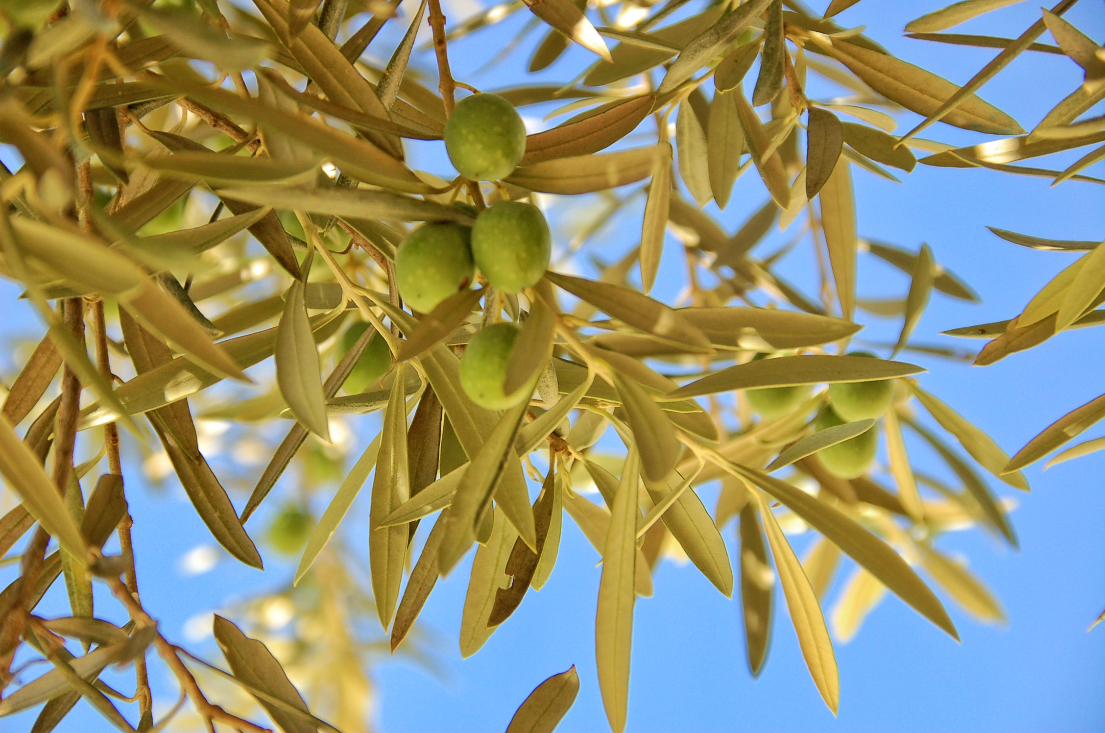 Olive groves, Iznajar, La Celada, Andalucia