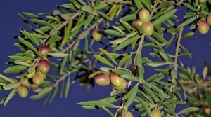 Olives Iznajar, Andalucia, spain