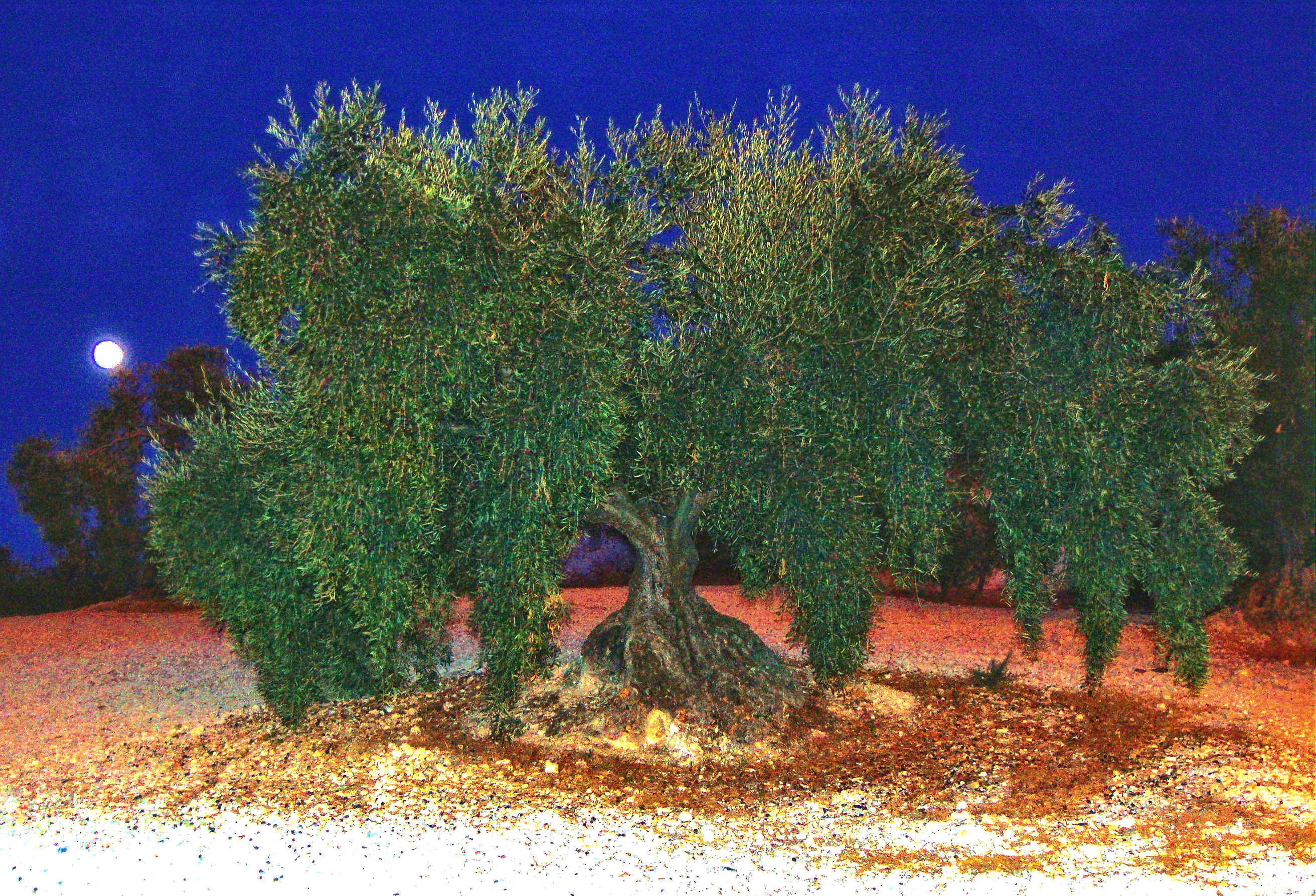 Olive groves, Iznajar, La Celada, Andalucia